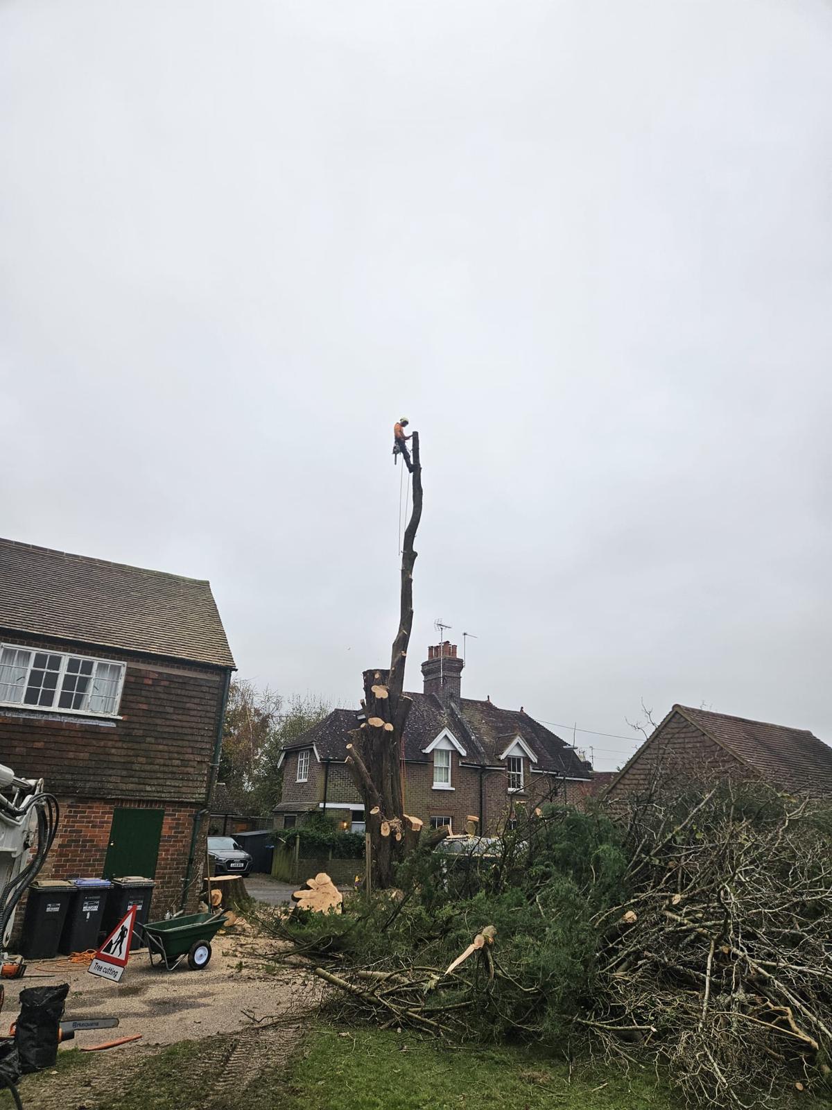 Multi-Stem Ash Dismantle