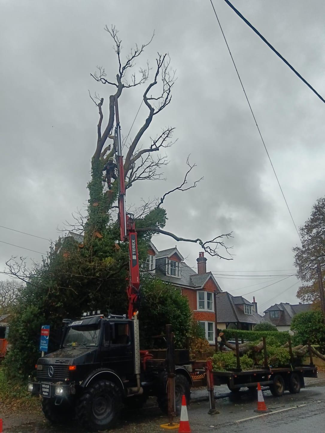 Conifer Dismantle with Crane Assist