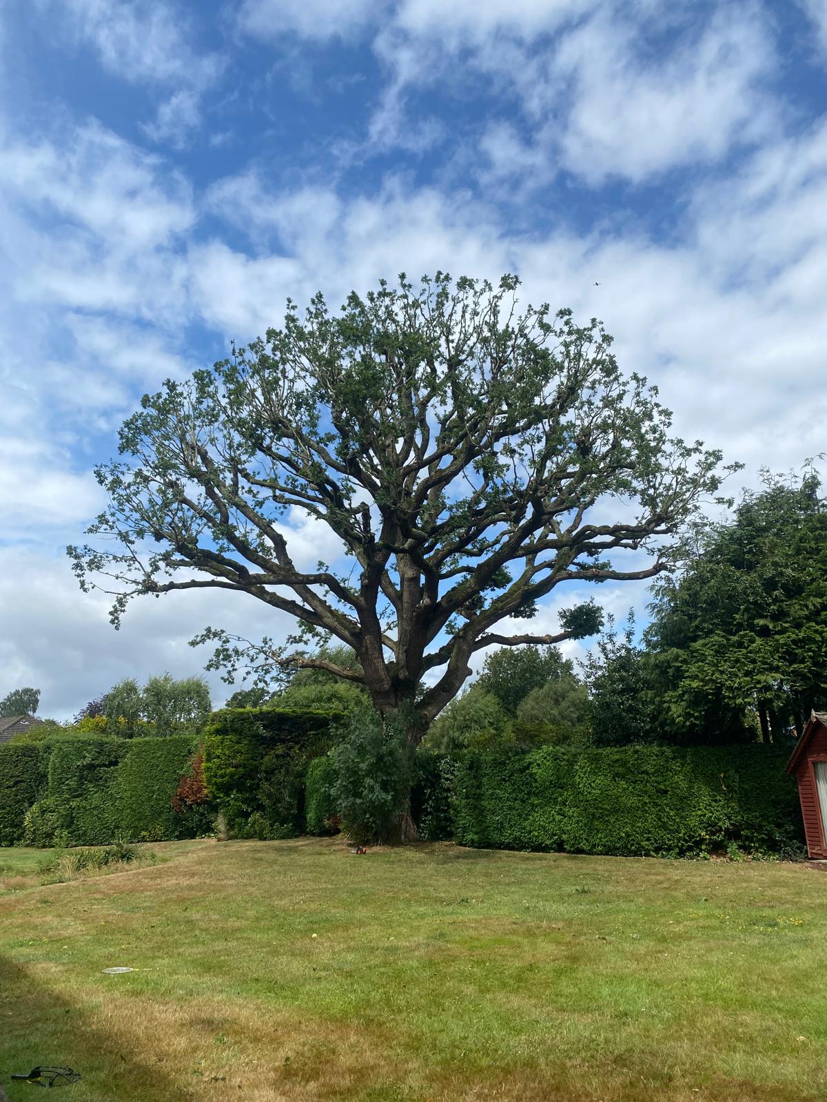 Mature Oak Crown Reduction