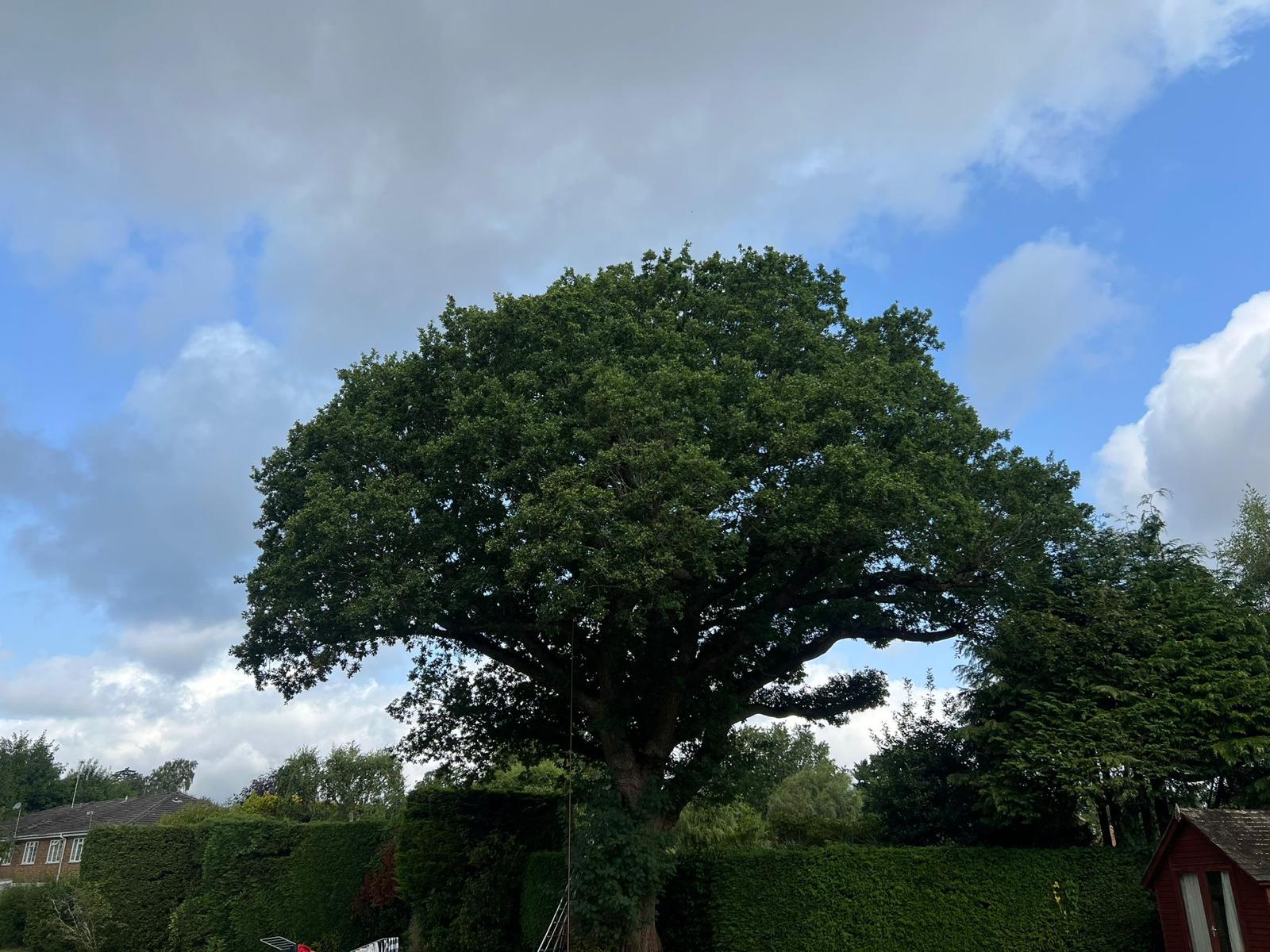Heritage Oak Crown Reduction