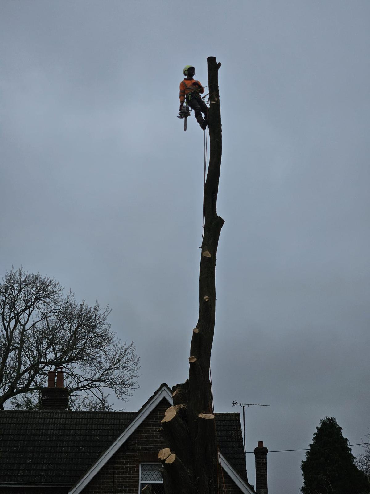 Tree Felling & Removal