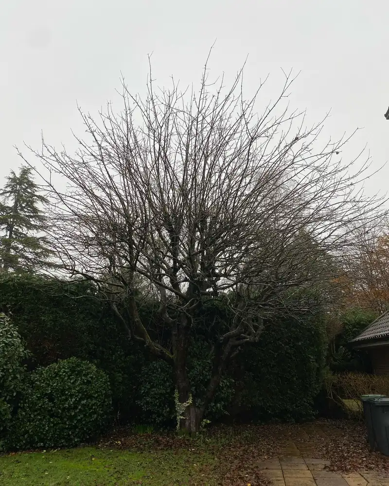 Reducing a small apple tree, Haywards Heath (photo 1 of 2)