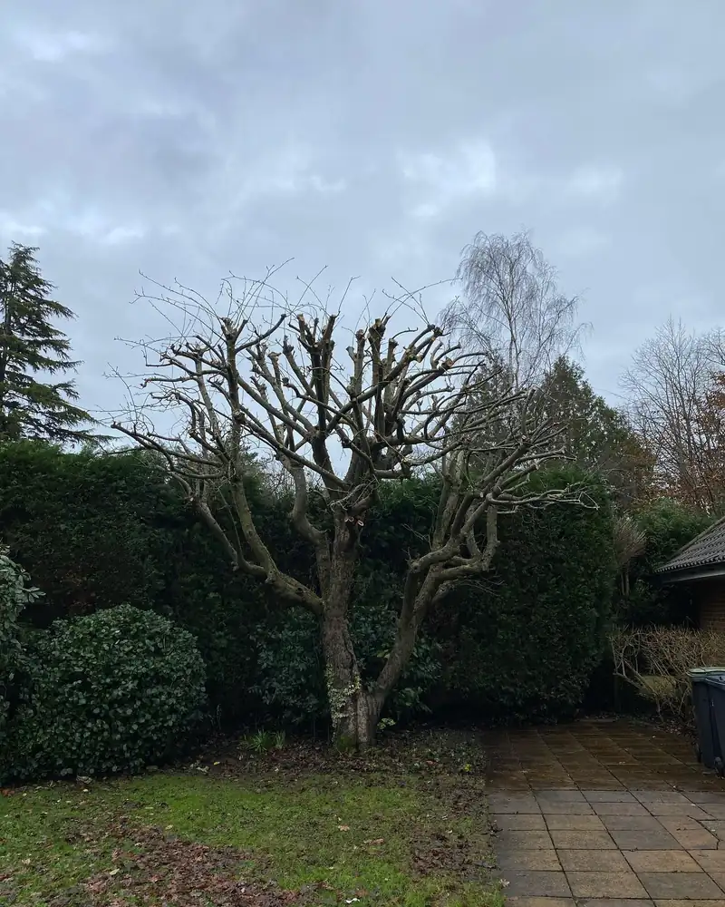 Reducing a small apple tree, Haywards Heath (photo 2 of 2)