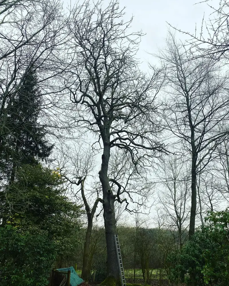 Monolithing an ash with dieback, for wildlife, Cuckfield (photo 1 of 3)