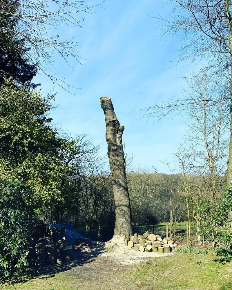 Monolithing an ash with dieback, for wildlife, Cuckfield (photo 2 of 3)