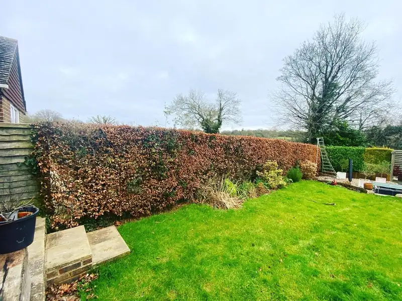 A beech hedge trim and an acer reduction, Cuckfield (photo 1 of 4)
