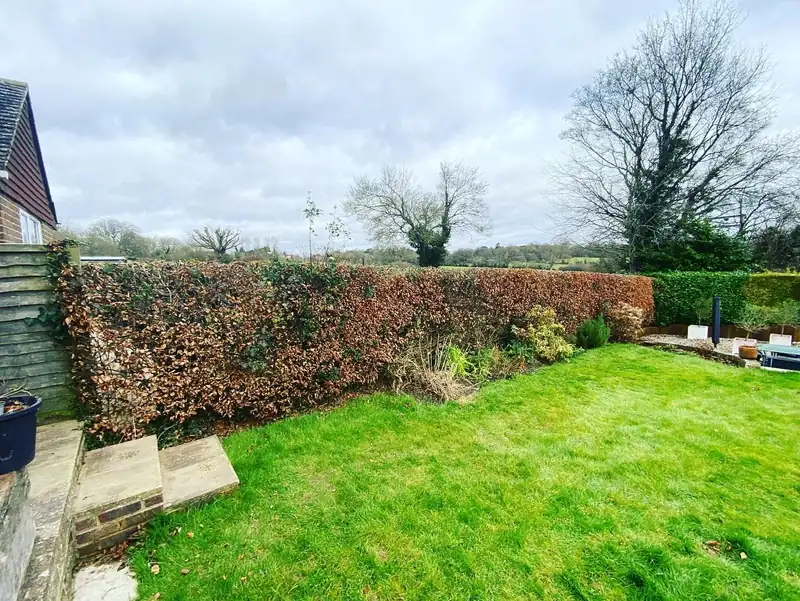 A beech hedge trim and an acer reduction, Cuckfield (photo 2 of 4)