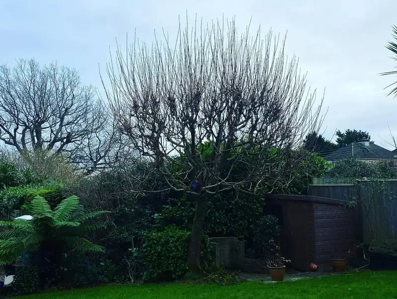 A beech hedge trim and an acer reduction, Cuckfield (photo 3 of 4)