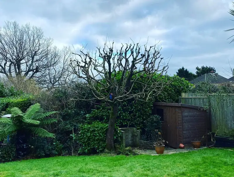 A beech hedge trim and an acer reduction, Cuckfield (photo 4 of 4)