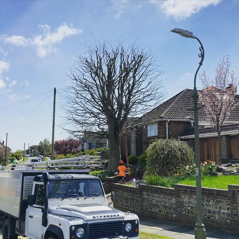 Reducing a front-garden beech, Brighton (photo 2 of 2)