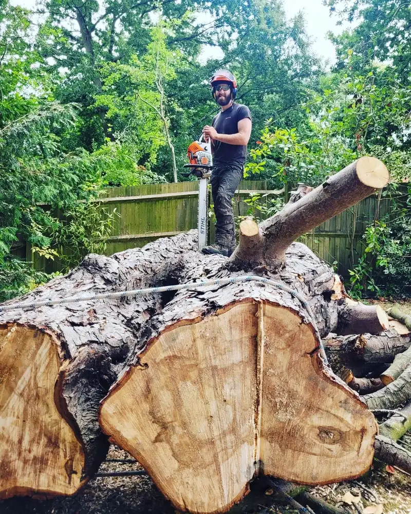 Felling a tree 5ft across, Lindfield