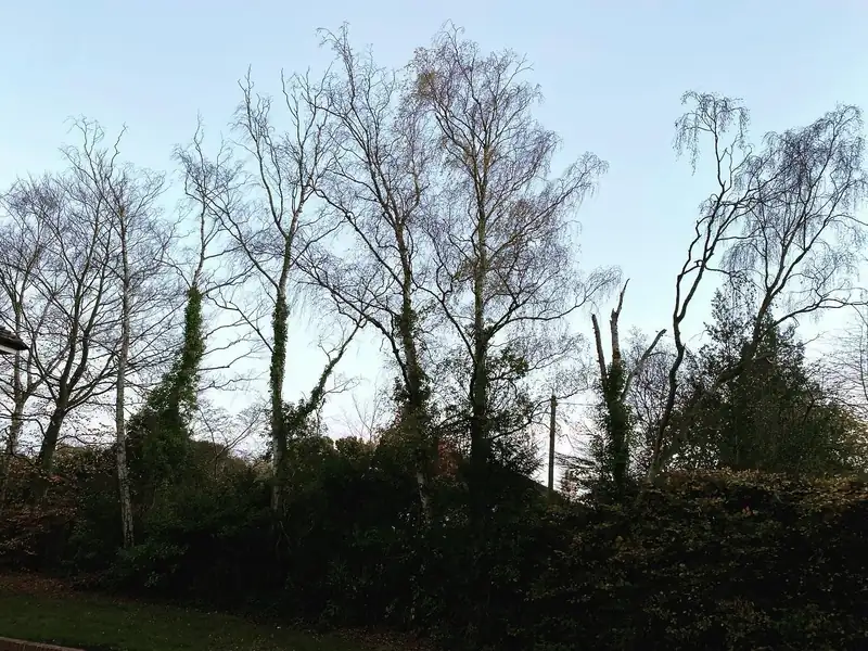 Removing six birch trees with birch polypore, Haywards Heath (photo 1 of 4)