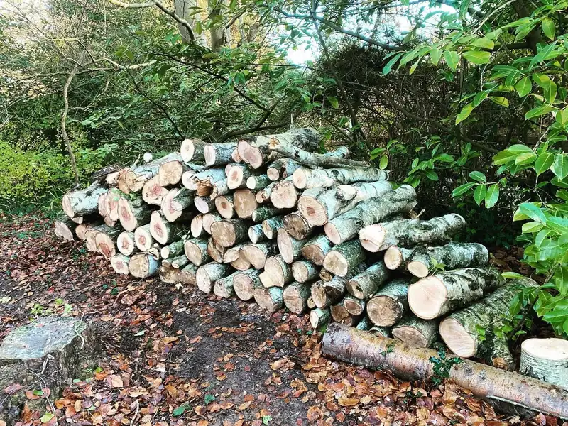 Removing six birch trees with birch polypore, Haywards Heath (photo 4 of 4)