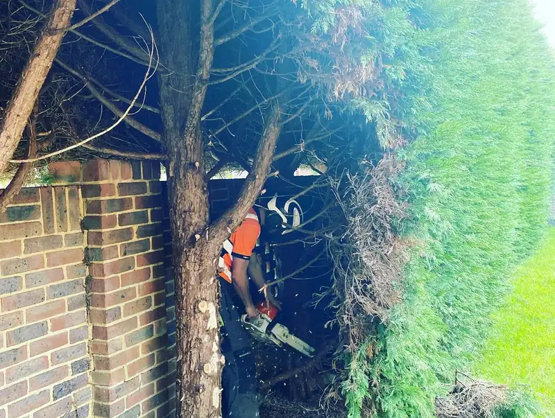 Removing a conifer hedge and grinding out the stumps, Hurstpierpoint (photo 2 of 8)
