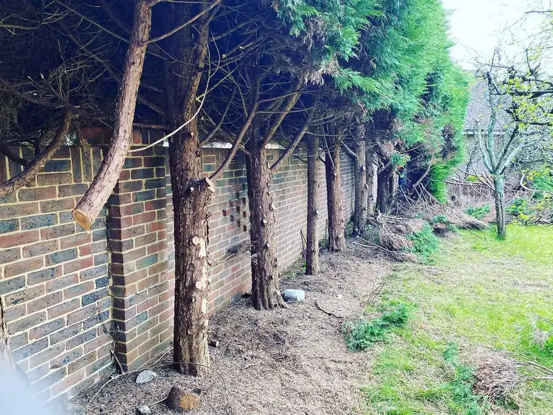 Removing a conifer hedge and grinding out the stumps, Hurstpierpoint (photo 3 of 8)