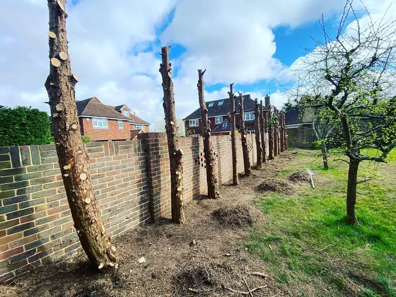 Removing a conifer hedge and grinding out the stumps, Hurstpierpoint (photo 4 of 8)