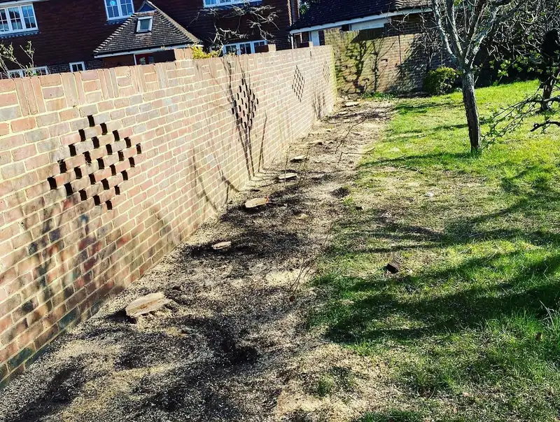 Removing a conifer hedge and grinding out the stumps, Hurstpierpoint (photo 5 of 8)