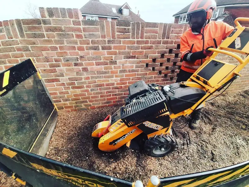 Removing a conifer hedge and grinding out the stumps, Hurstpierpoint (photo 6 of 8)
