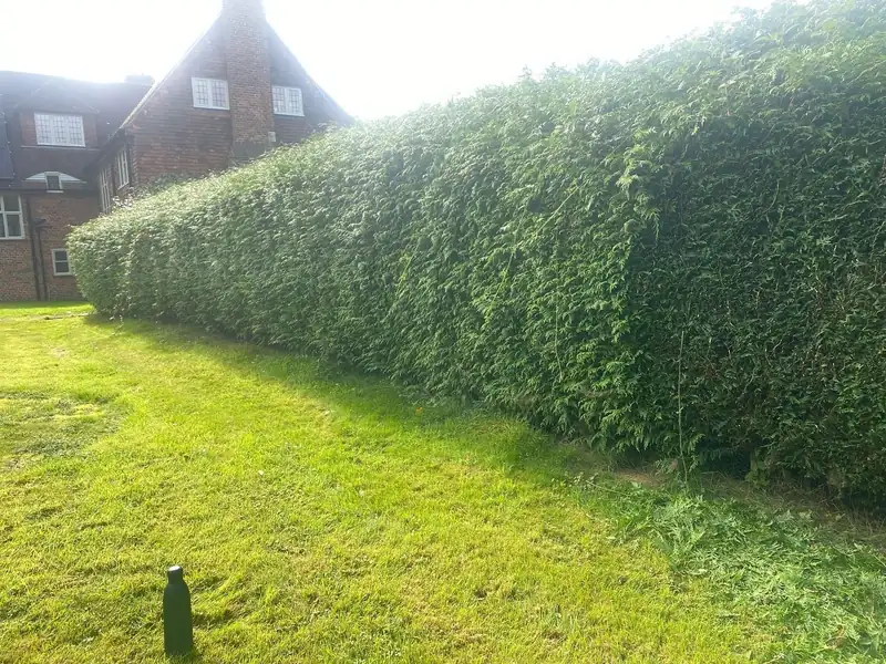 Reshaping a huge conifer hedge, Cuckfield (photo 1 of 2)