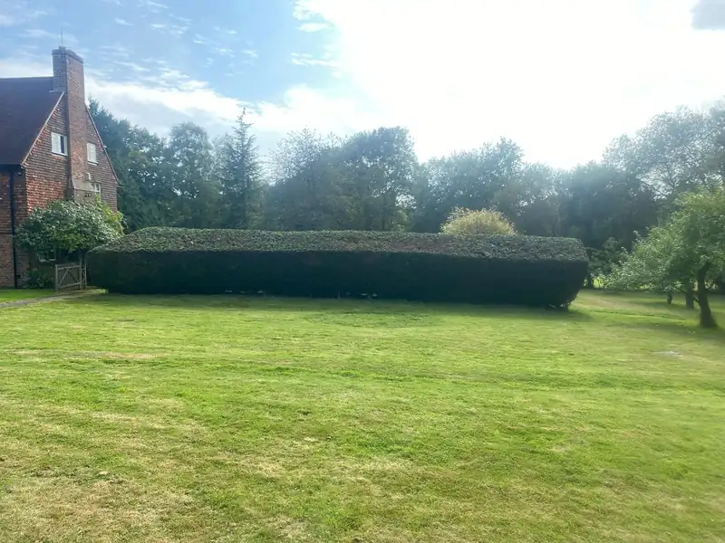 Reshaping a huge conifer hedge, Cuckfield (photo 2 of 2)