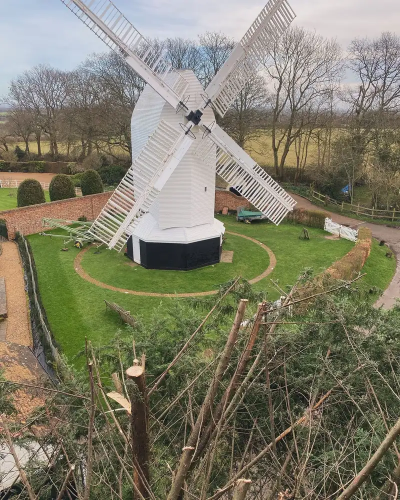 Reducing a conifer beside a windmill, Keymer