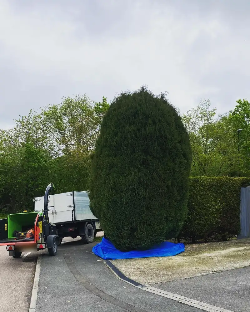 Halving the size of a roadside conifer, Burgess Hill (photo 1 of 2)