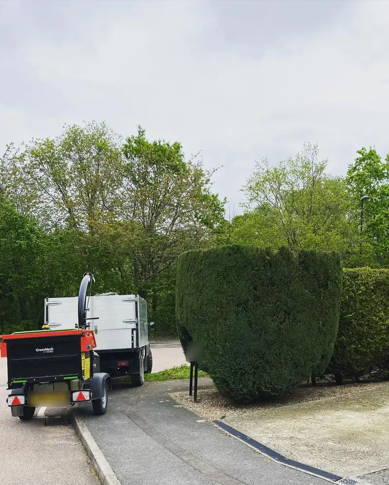Halving the size of a roadside conifer, Burgess Hill (photo 2 of 2)