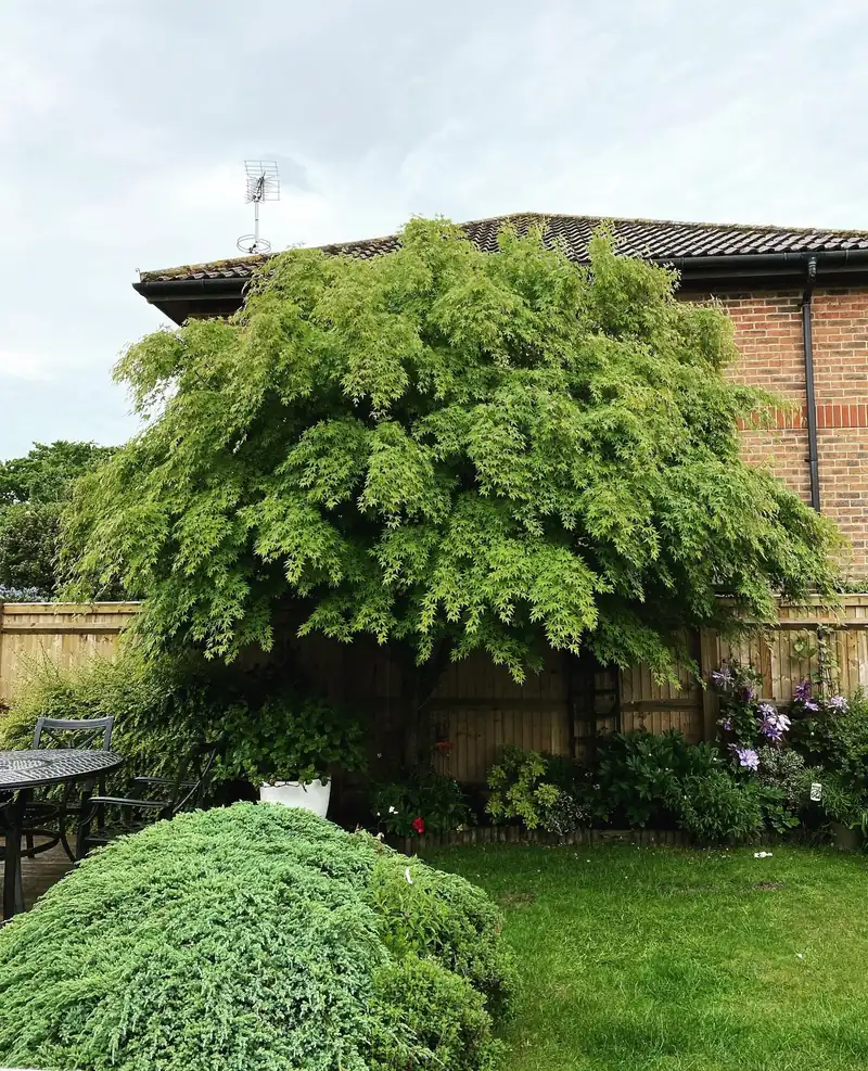 A one-third reduction to keep a tree beside an extension, Burgess Hill (photo 1 of 2)