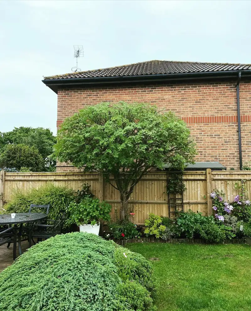 A one-third reduction to keep a tree beside an extension, Burgess Hill (photo 2 of 2)
