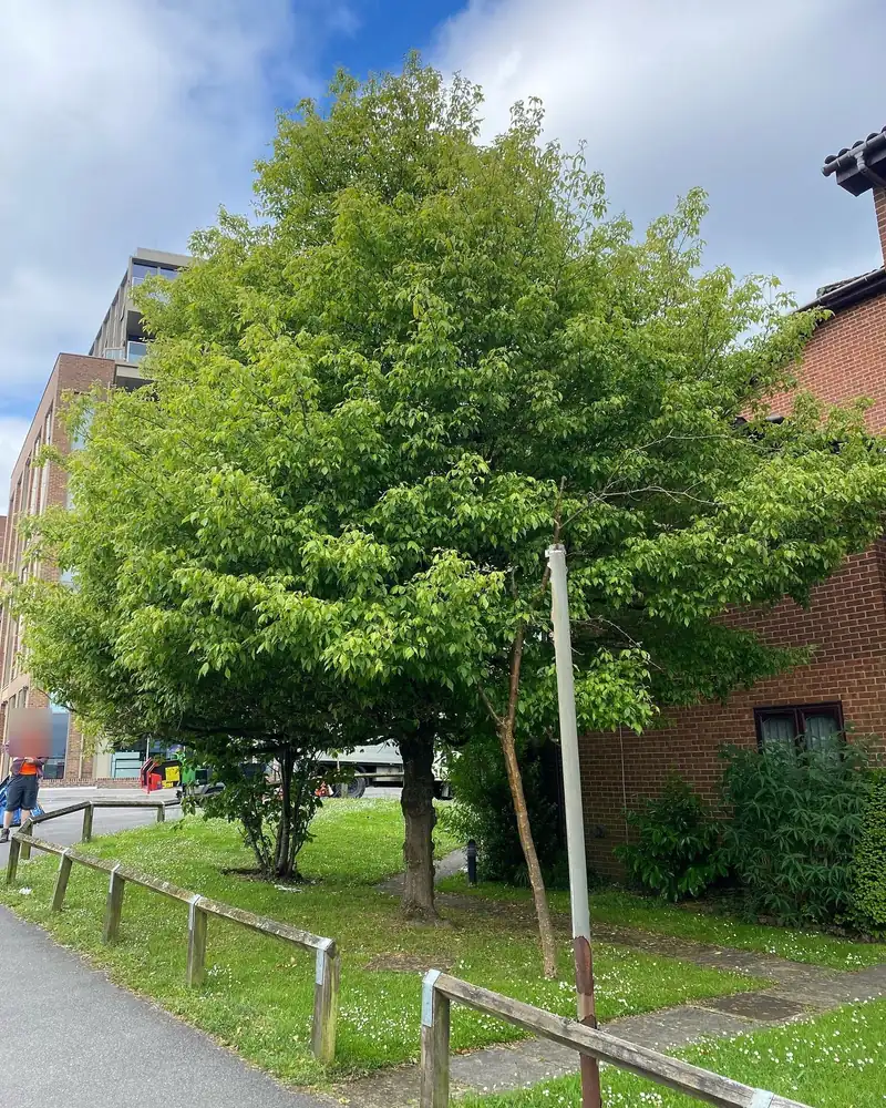 A 25% reduction away from a building, Haywards Heath (photo 1 of 2)