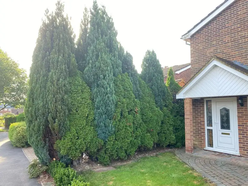 Removing cypresses that blocked a drain, Burgess Hill (photo 1 of 2)