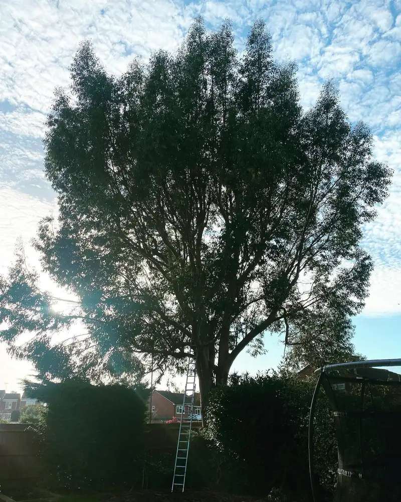 Removing a large eucalyptus, Burgess Hill (photo 1 of 3)