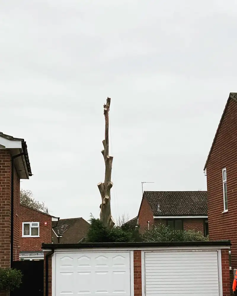 Removing a large eucalyptus, Burgess Hill (photo 2 of 3)