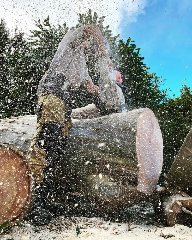Removing a large eucalyptus, Burgess Hill (photo 3 of 3)