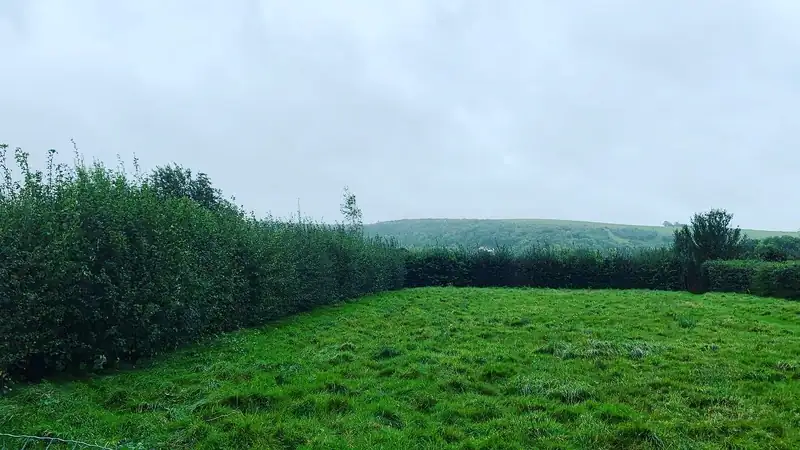 Cutting a long field hedge, Hassocks (photo 1 of 2)
