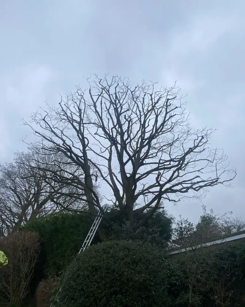 A hard reduction, back to growth points, Hassocks (photo 2 of 2)