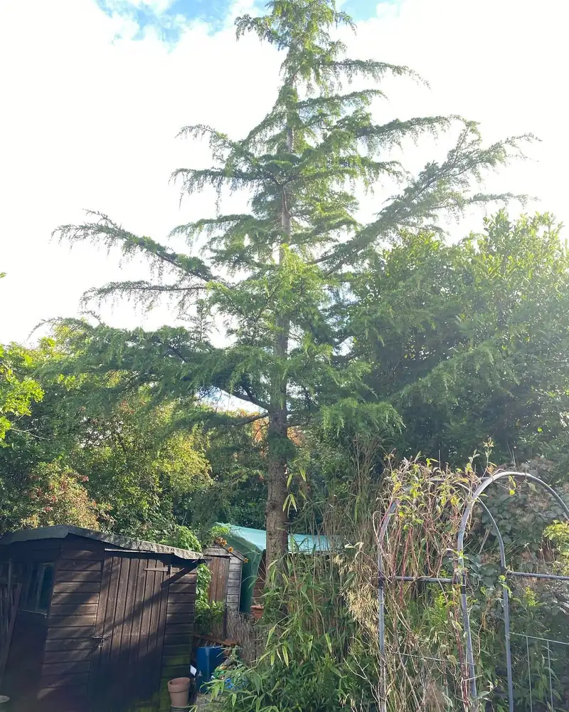 Removing a larch in a conservation area, Burgess Hill (photo 1 of 6)