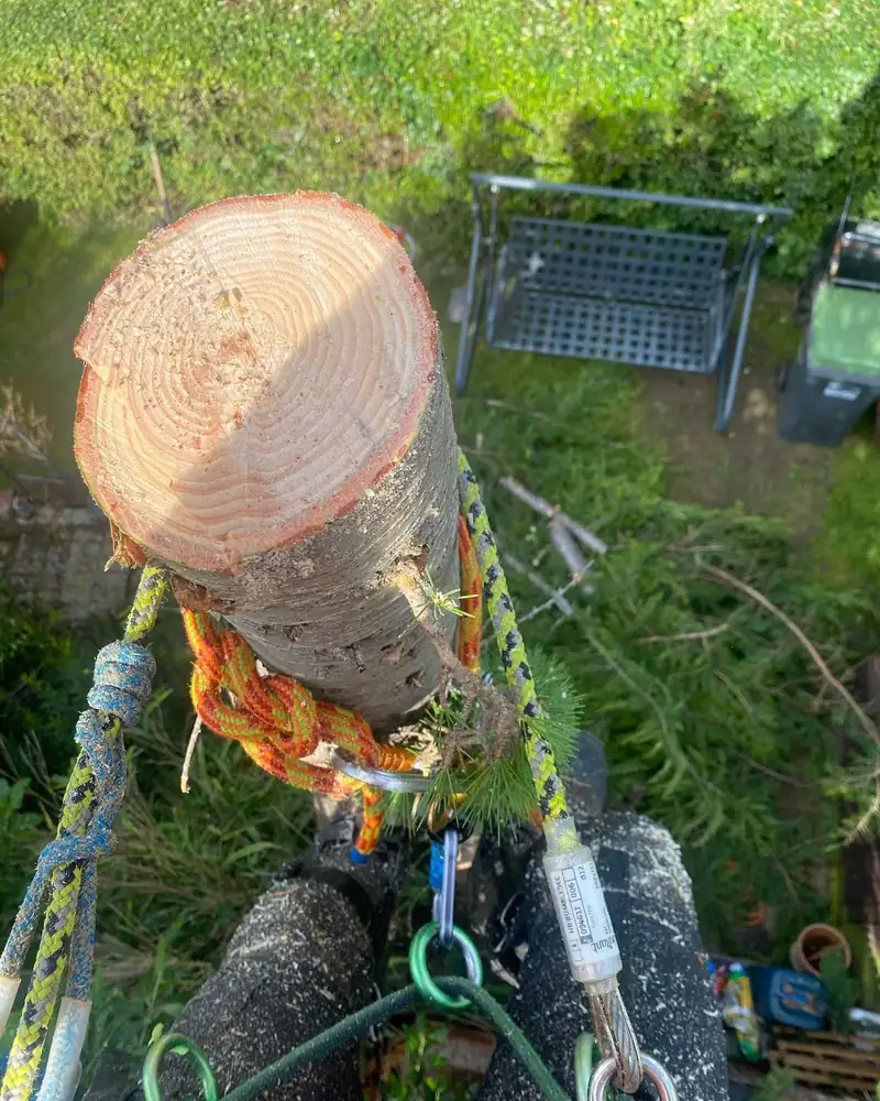 Removing a larch in a conservation area, Burgess Hill (photo 2 of 6)