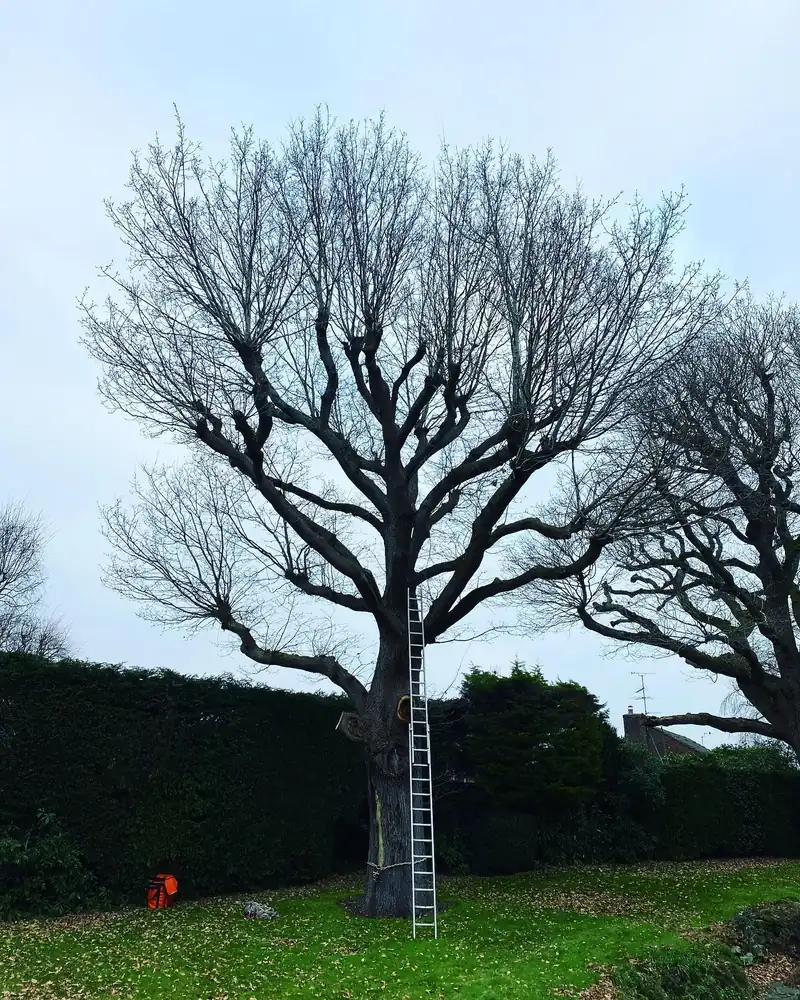 Removing a big oak in decline, Haywards Heath (photo 1 of 4)