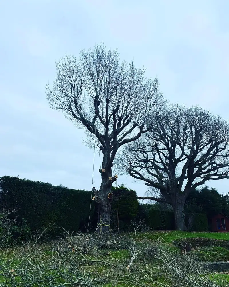 Removing a big oak in decline, Haywards Heath (photo 2 of 4)