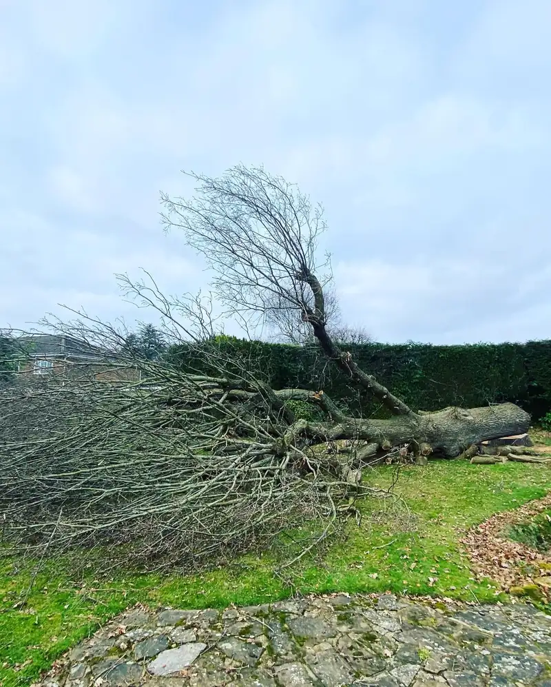 Removing a big oak in decline, Haywards Heath (photo 3 of 4)