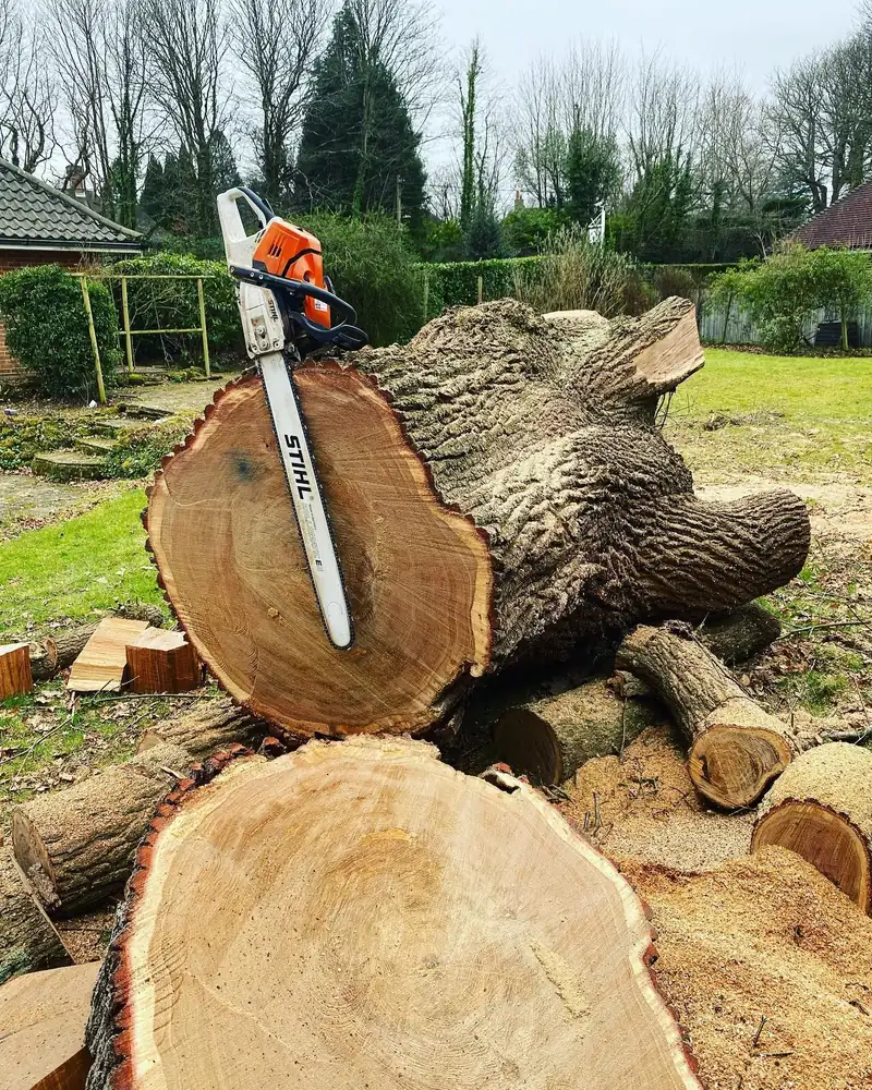 Removing a big oak in decline, Haywards Heath (photo 4 of 4)