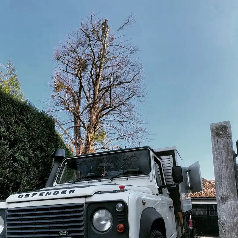 Reducing a tall lime, Hassocks