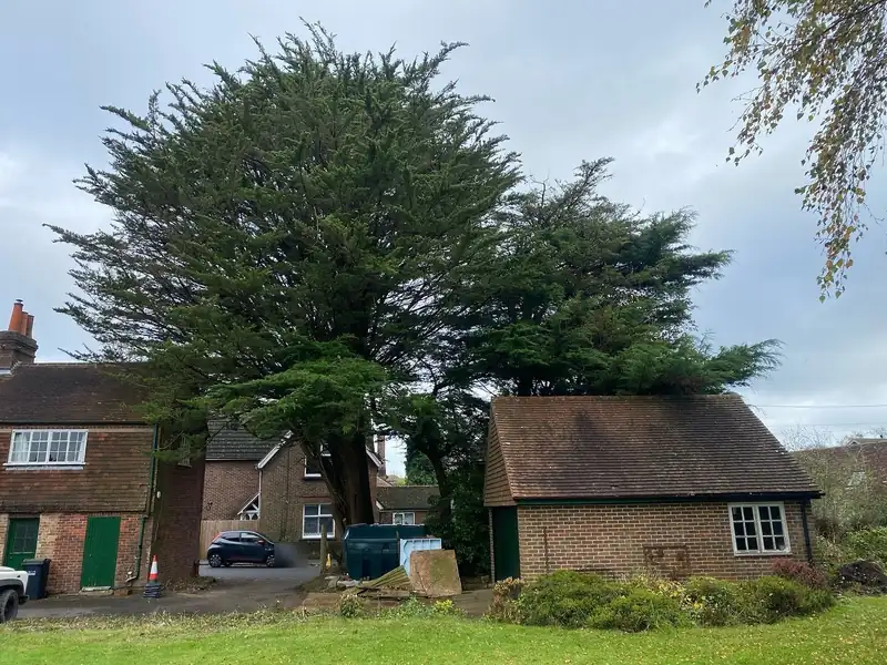 Removing a large macrocarpa over a road and house, Cuckfield (photo 1 of 6)