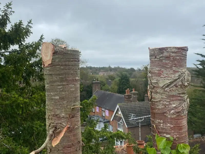 Removing a large macrocarpa over a road and house, Cuckfield (photo 4 of 6)