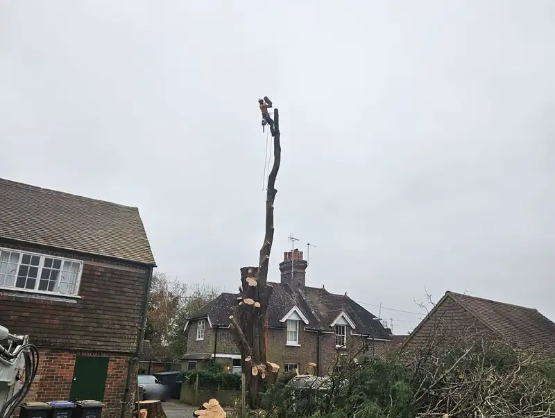 Removing a large macrocarpa over a road and house, Cuckfield (photo 5 of 6)