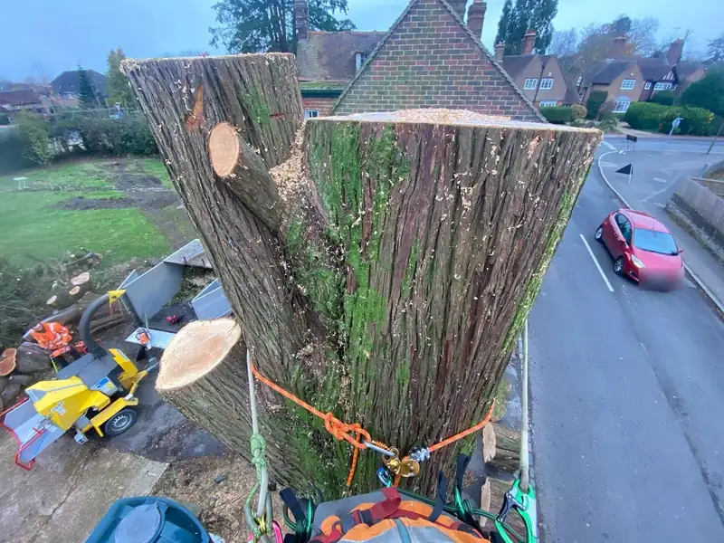 Removing a large macrocarpa over a road and house, Cuckfield (photo 6 of 6)