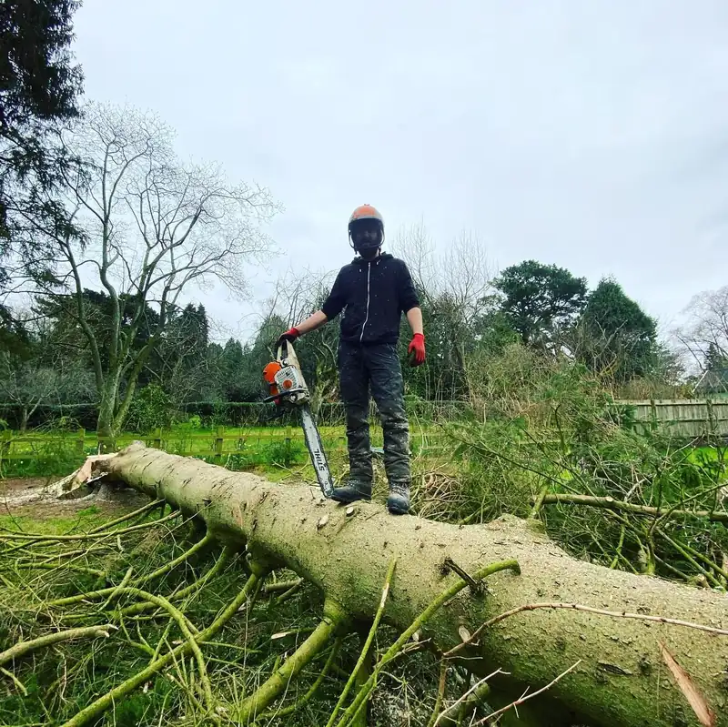 Removing four 70ft Norway spruces, Cuckfield (photo 1 of 6)