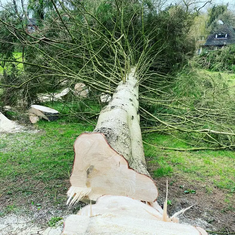 Removing four 70ft Norway spruces, Cuckfield (photo 2 of 6)