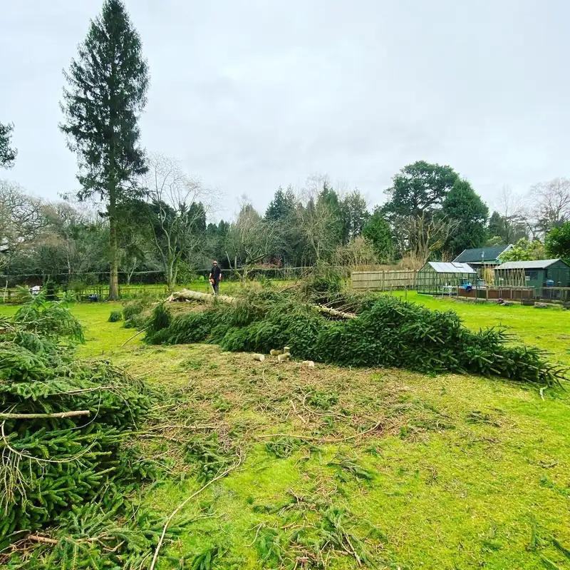 Removing four 70ft Norway spruces, Cuckfield (photo 3 of 6)